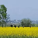Altebas Nogaredo di Prato