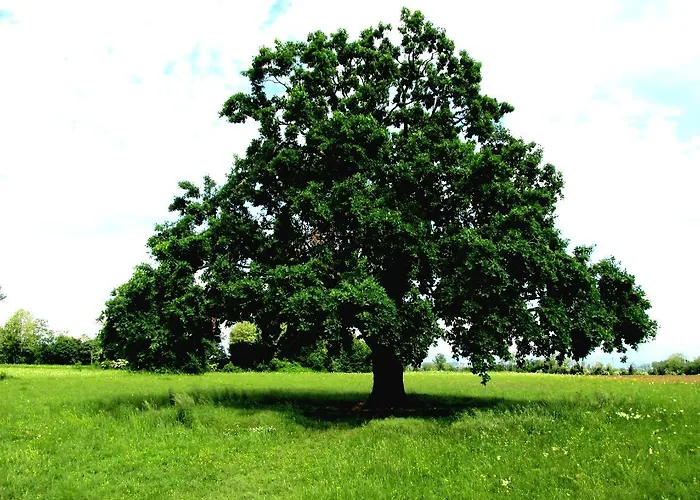 Altebas Bed & Breakfast Nogaredo di Prato